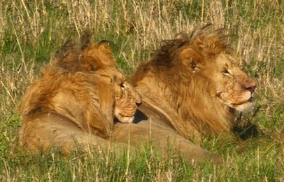 Serengeti Two Lions 4