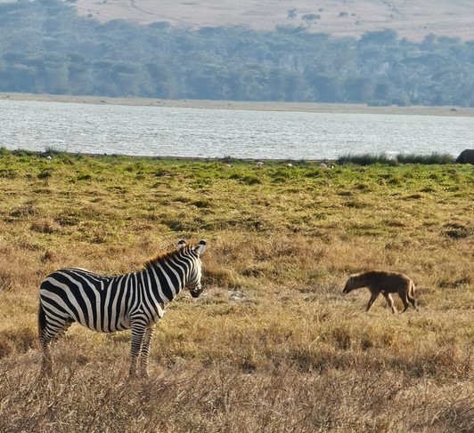 Zebra And Hyena At Ngorongoro