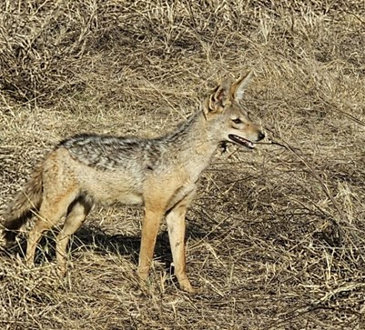 Jackal At Ngorongoro 1