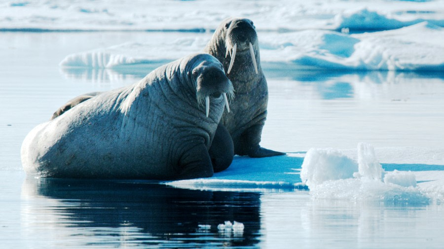 Walrus Arctic