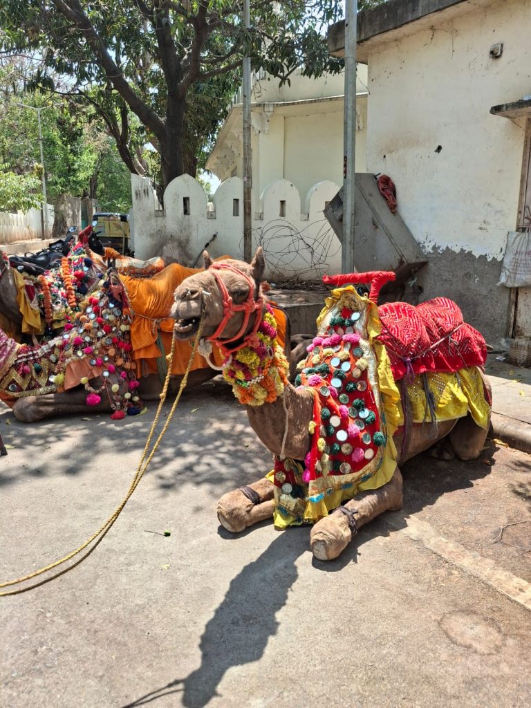Camel Udaipur