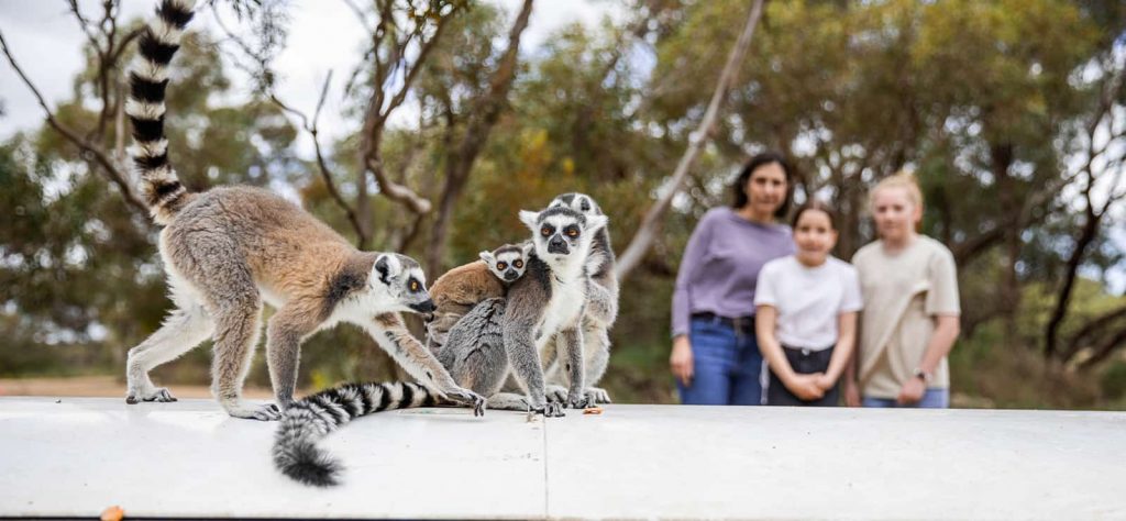 Monarto Safari Park Land Of The Lemurs