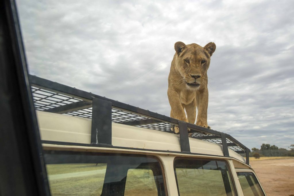 Monarto Safari Park Lion 360
