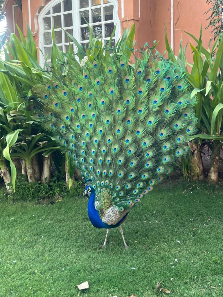 Peacock