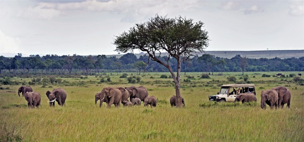 A&k Safari