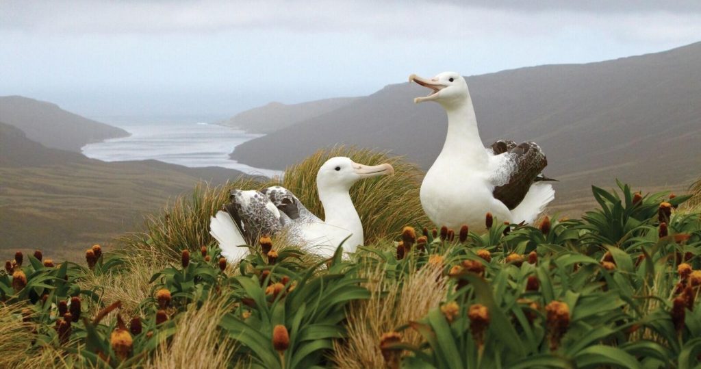 Subantarctic Islands Albatross