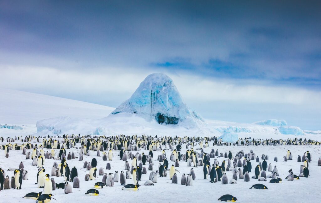 Quark antarctica penguin