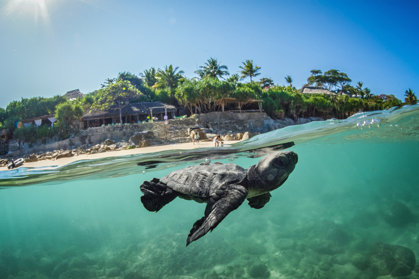 Nihi Sumba Turtle