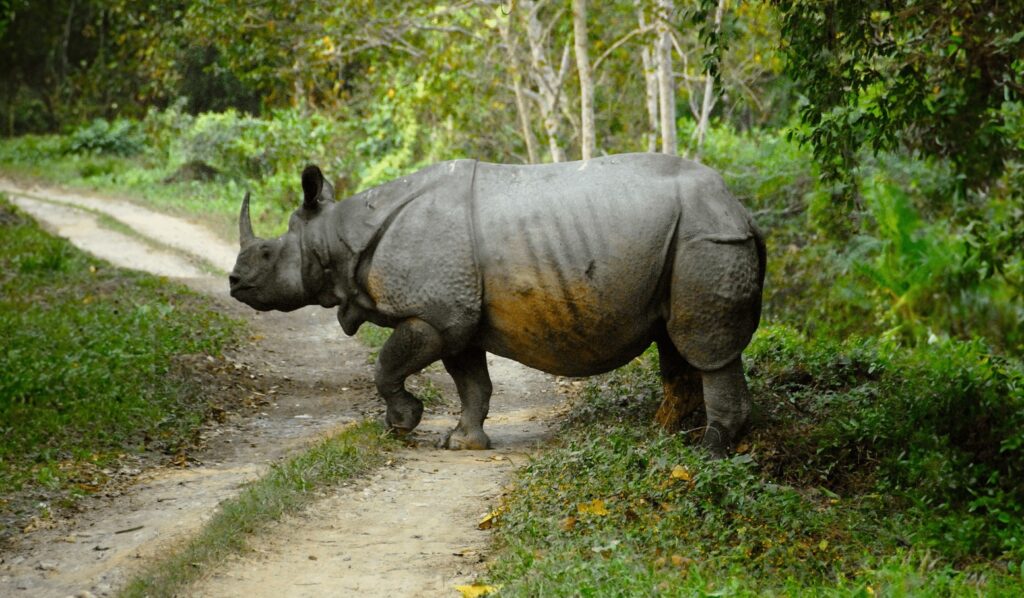 Peirce and Lesley India