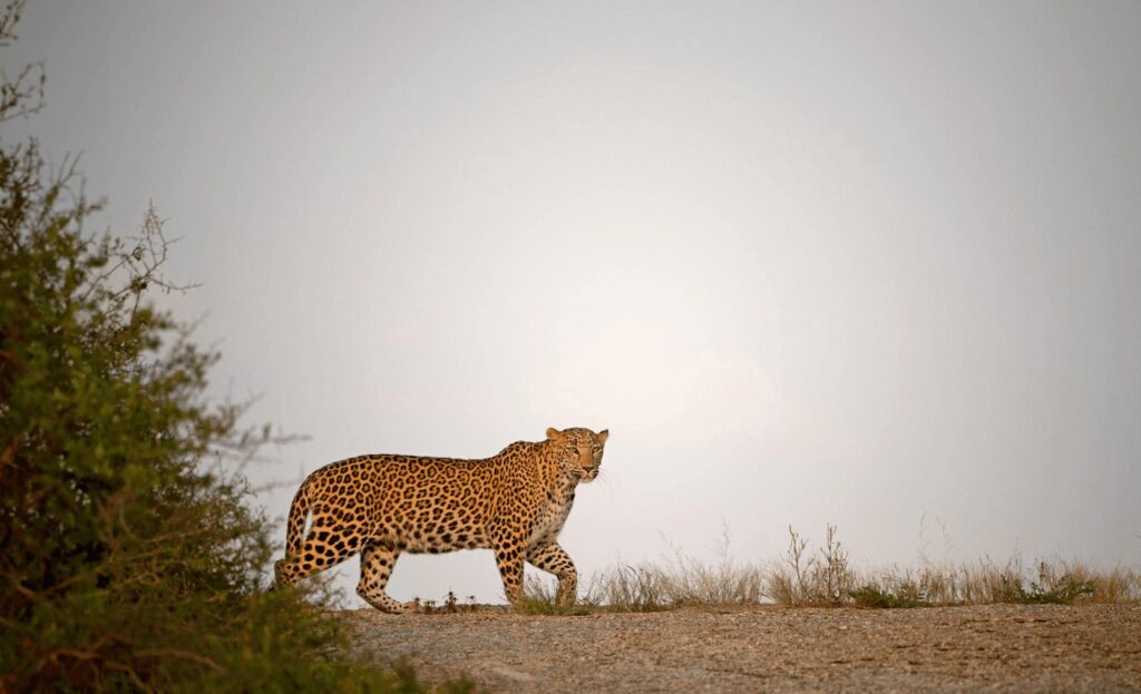 Peirce and Lesley India