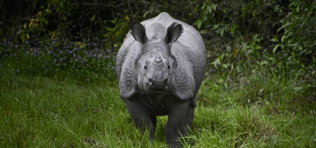 Peirce and Lesley Nepal