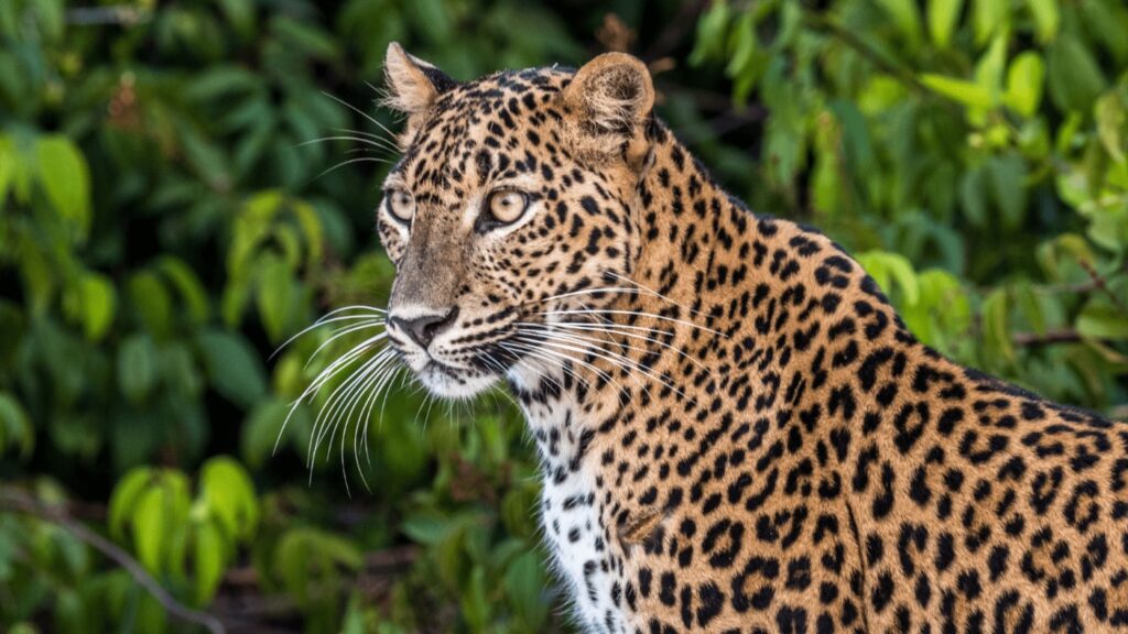 Peirce and Lesley Sri Lanka