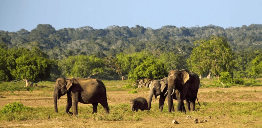 Peirce and Lesley Sri Lanka