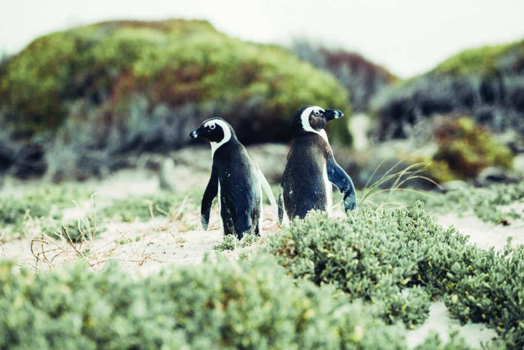 Regent Cape Town South Africa 289892 2026 04 01 00 41