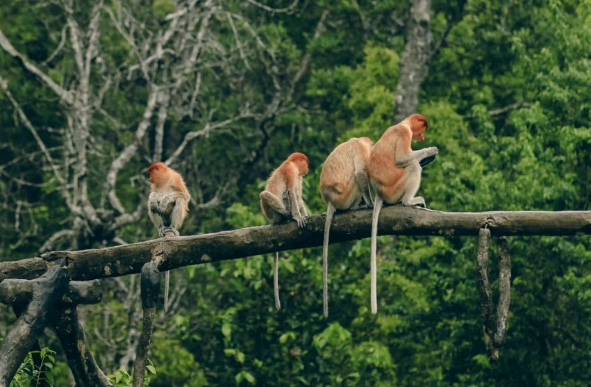 Proboscis monkeys Malaysia