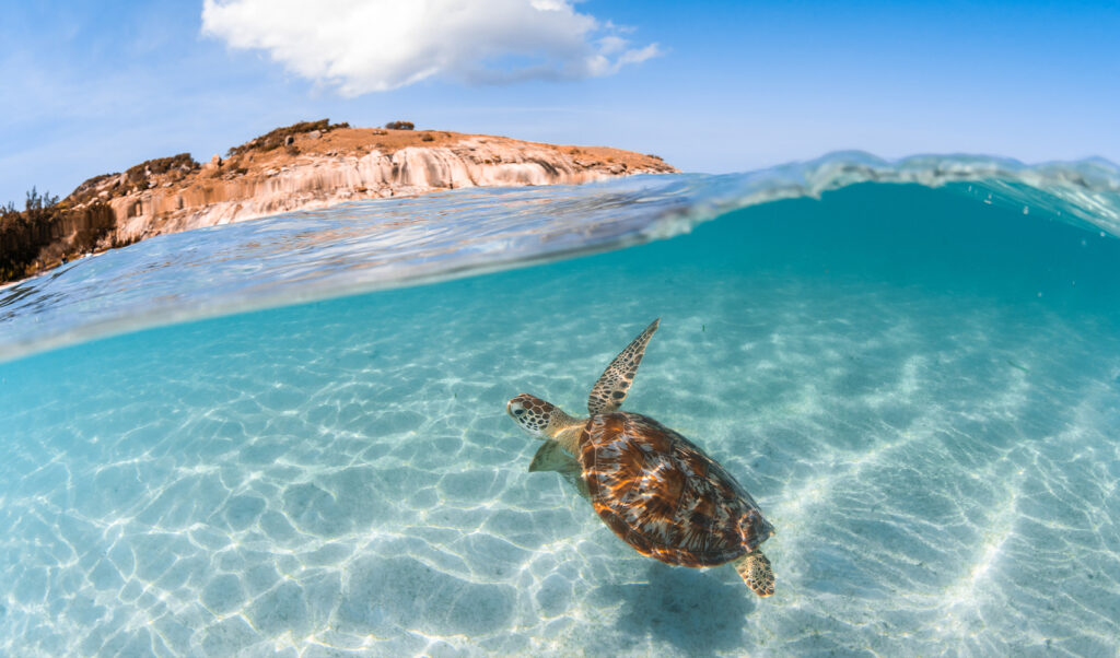 Lizard island luxury experiences turtle waves