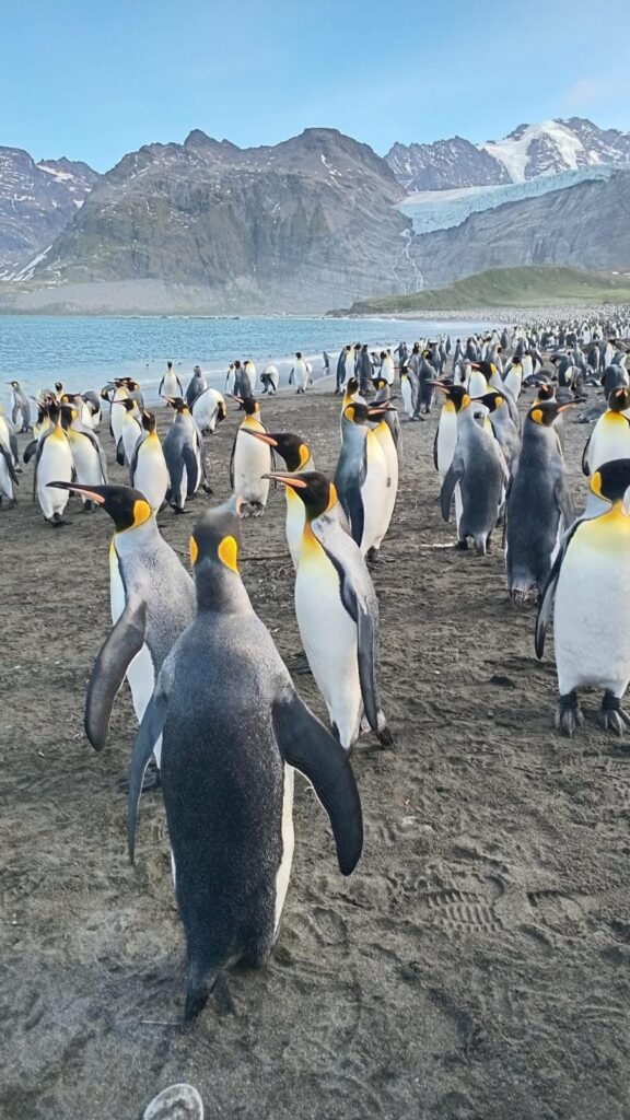 Donna Hill’s photo from the Le Boréal expedition cruise